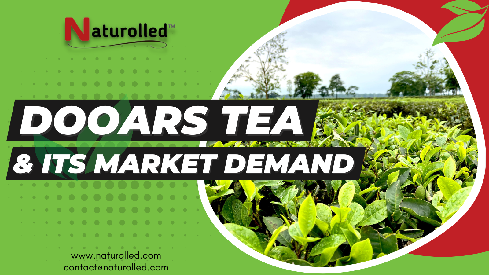 Understanding Dooars Tea and Its Market Demand – Naturolled Tea