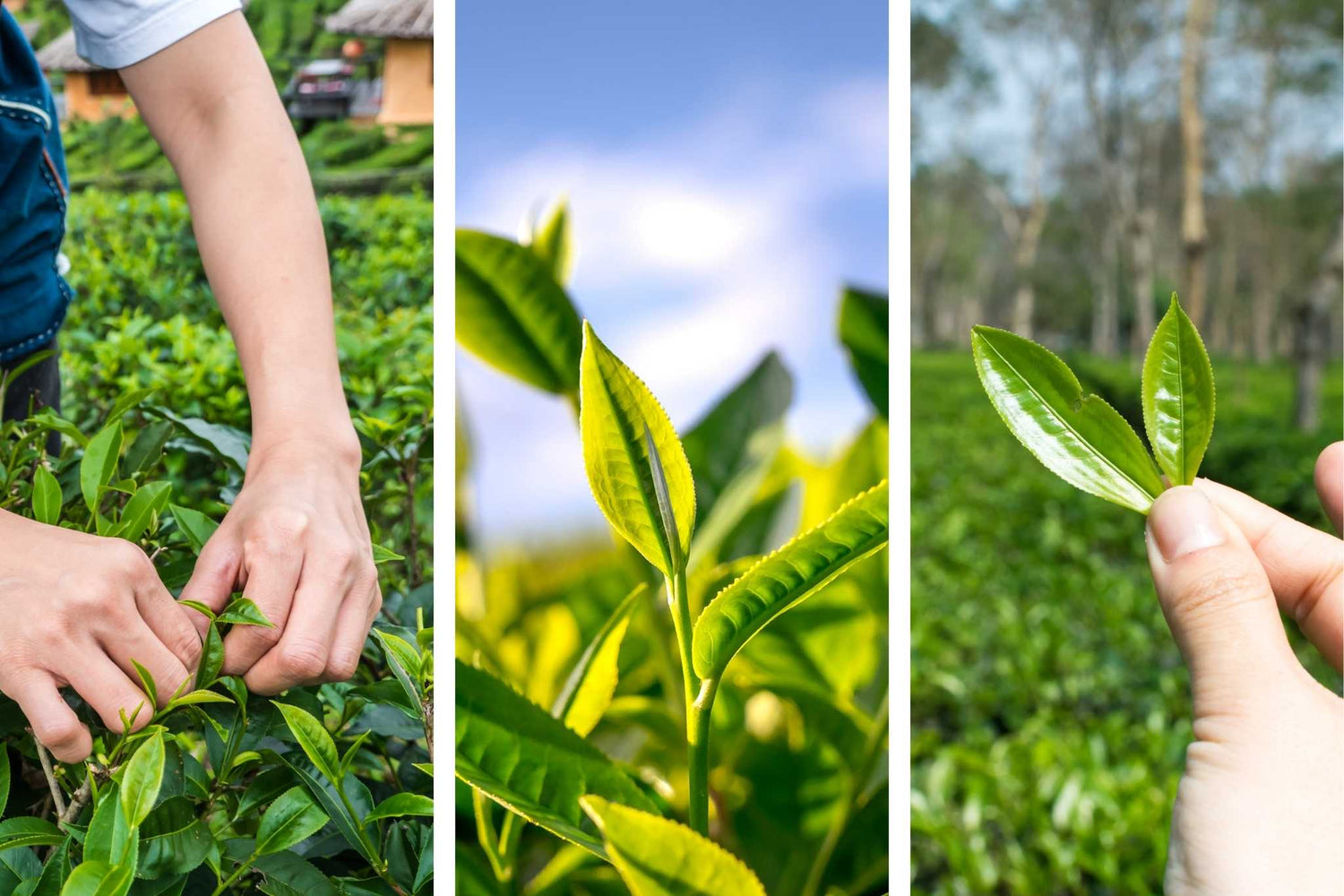 Fresh and Natural Tea from Naturolled